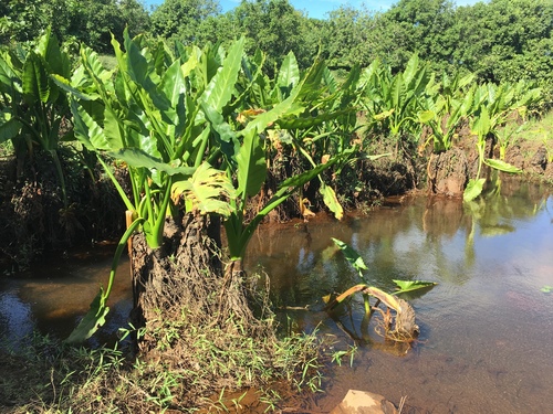 Water Banana