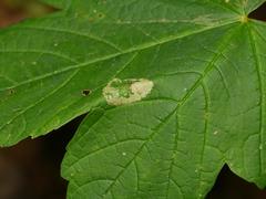 Phyllonorycter geniculella