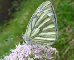 Pieris bryoniae