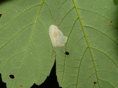 Phyllonorycter geniculella