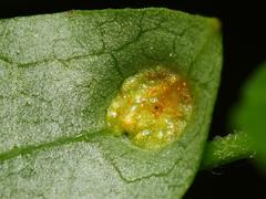 Puccinia recondita