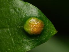 Puccinia recondita