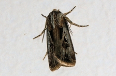 Agrotis spinifera