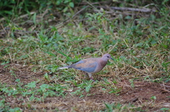 Streptopelia senegalensis