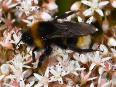 Bombus vestalis