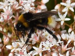Bombus vestalis