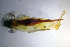 Delplanqueia inscriptella