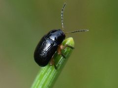 Cryptocephalus ocellatus