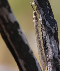 Creoleon lugdunensis