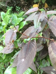 Persicaria microcephala