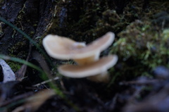 Hohenbuehelia clelandii