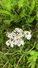 Achillea millefolium