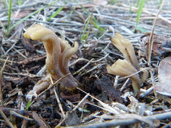 Clavulina vinaceocervina