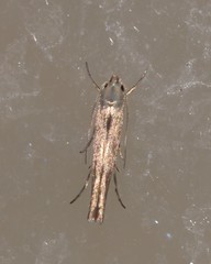 Thiotricha atractodes