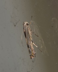 Thiotricha atractodes