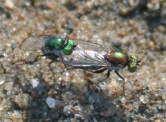 Dolichopus setifer
