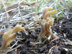 Clavulina vinaceocervina