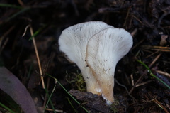 Hohenbuehelia clelandii