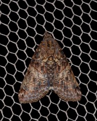 Lophoptera hemithyris