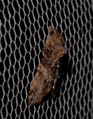 Lophoptera hemithyris