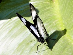 Hypolimnas anthedon wahlbergi