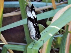 Hypolimnas anthedon wahlbergi