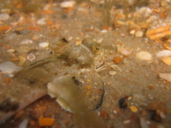 Prionotus scitulus
