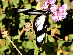 Hypolimnas anthedon wahlbergi