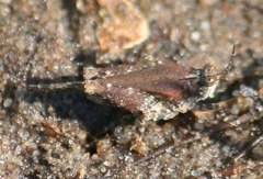 Paratettix cucullatus