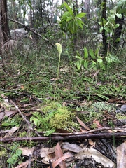 Pterostylis acuminata