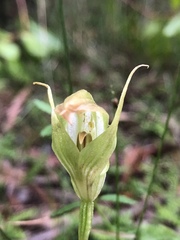 Pterostylis acuminata