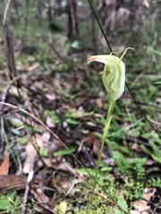 Pterostylis acuminata