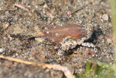 Paratettix cucullatus