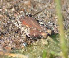 Paratettix cucullatus
