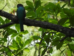 Trogon