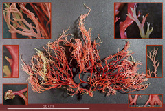 Sphaerococcus coronopifolius