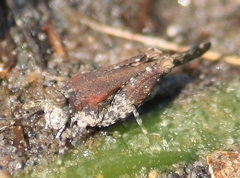 Paratettix cucullatus