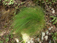 Festuca rubra commutata