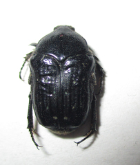 Clinteroides permutans