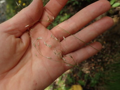 Festuca rubra commutata