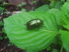 Pelidnota glabra audureaui