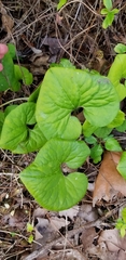 Asarum canadense reflexum