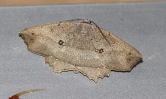 Polyacme subpulchra