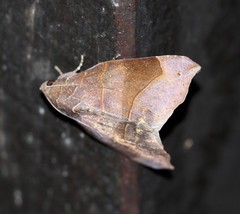 Bastilla hamatilis