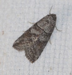 Calathusa hypotherma
