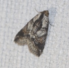 Calathusa hypotherma
