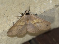 Ophyx eurrhoa