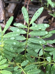 Senna barronfieldii