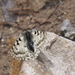 Parnassius epaphus - Photo 由 karoconniff 所上傳的 (c) karoconniff，保留部份權利CC BY-NC