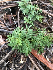 Senna barronfieldii
